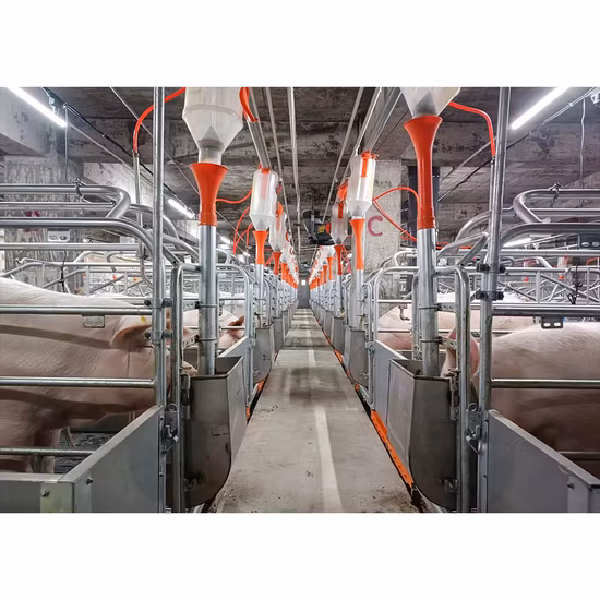 Schlüsselfertiges Projekt und Design für Schweinefarm, gebrauchte Abferkelkäfig-Abferkelkiste