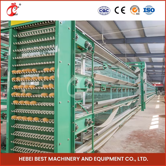 Bestchickencage gewöhnlicher Legehennenkäfig, China, großer Kunststoff-Hühnerstall, Hersteller hoch